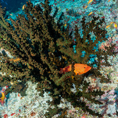 Maldives, Black Tree Coral (Tubastrea micranthus), Black Sun Coral and Coral Grouper (Cephalopholis miniata)