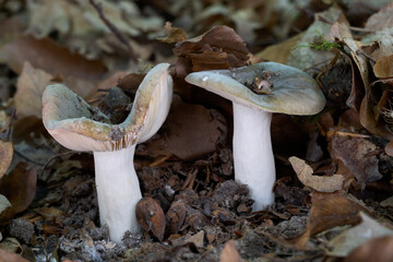 Russula grisea mushroom in the leaves. Two edible mushrooms in the wood.