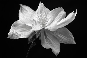 Intricate black and white photograph captures the delicate beauty of a columbine flower in bloom