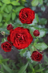 red roses photographed from above