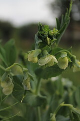 Obraz premium Pea blossom in the garden