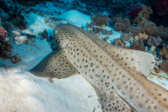 Maldives, Leopard Shark (Triakis semifasciata)