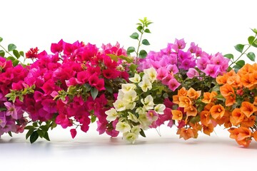 Obraz premium Colorful Bougainvillea Flowers in Full Bloom on a White Background