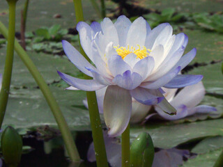 Blaue Lotus © mkofo