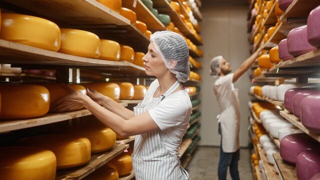 Caucasian young pretty woman and man checking ripening process of dairy products. Group of two cheese makers producing various types of cheese at farm house. Male and female workers producing cheese