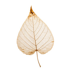 Fototapeta premium Delicate Skeleton Leaf with Intricate Veins and Transparent Texture