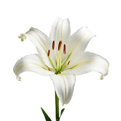 Obraz premium Elegant White Lily Flower Blooming with Green Leaves and Stem