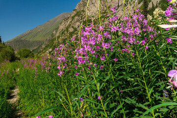Obraz premium Tall fireweed plants, vivid magenta flowers beside a narrow path. Green foliage, steep rocky slopes, and distant peaks. Herbal, medicinal benefits, pollinator attraction, and ecological restoration