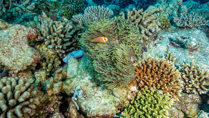 Maldives, Maldive Anemonefish (Amphiprion nigripes), Clownfish