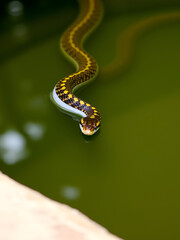 Fototapeta premium A snake resting in a pool of water. Suitable for nature and wildlife themes
