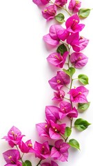 Fototapeta premium Bougainvillea flowers creating a natural frame on a clean white background