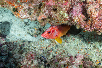 Maldives, Sabre Squirrelfish (Sargocentron spiniferum), Giant Squirrelfish, Spiny Squirrelfish