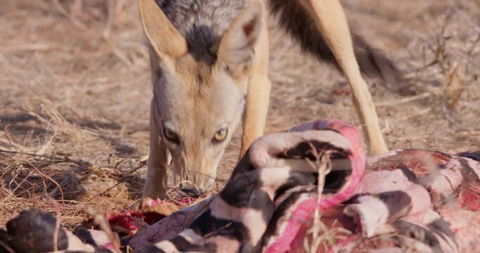 Wide of Black backed jackal (Canis mesomelas) eating parts of Grevy's Zebra (Equus grevyi) carcass during dry season in Savannah in Kenya