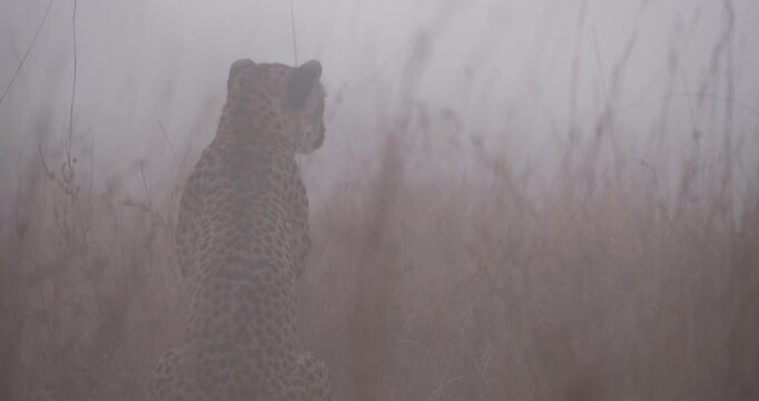 Wide of Cheetah (Acinonyx jubatus) seating facing away from camera in tall grass savannah in foggy morning in Kenya