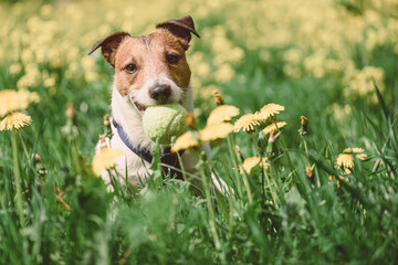 Jack russell terrier playing with tennis ball among yellow dandelions in spring meadow