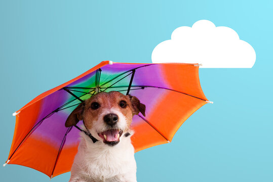 Happy Dog with Colorful Umbrella Hat &ndash; Autumn Weather Concept