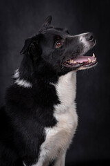 the portrait of happy Mongrel, Mutt  Dog