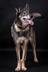 the portrait of happy Mongrel, Mutt  Dog
