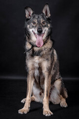 the portrait of happy Mongrel, Mutt  Dog
