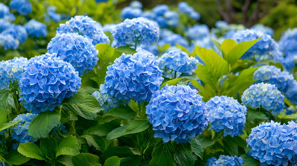 Vibrant blue hydrangeas bloom under a sunny sky blooming flowers summer garden