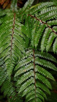 Lush green ferns growing in wild, close-up. Background, fern texture, pteridium. Fern in tropical forest, natural background. Vertical. Conservation. 