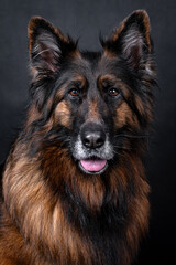 the portrait of happy Mongrel, Mutt  Dog
