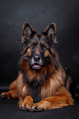 the portrait of happy Mongrel, Mutt  Dog
