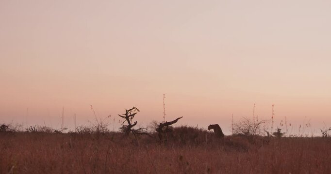Wide of a pair of Cheetahs (Acinonyx jubatus) standing and playing near dead wood in the dry savannah grassland at daybreak in Kenya