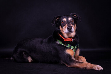 the portrait of happy Mongrel, Mutt  Dog
