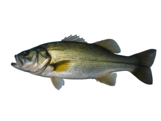 Big bass fish isolated on white background with detailed scales and natural aquatic features
