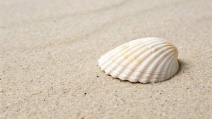 shell on the sand