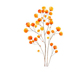 Orange berry cluster on branches