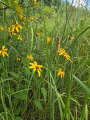 yellow flowers in the garden