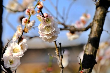 京都、梅花、植物、梅花祭、花、木、紅梅、青空	