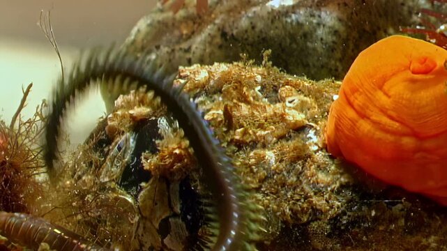 Observe an Arctic bristleworm wriggling near a huge orange anemone on the bottom of the White Sea. A rare and beautiful macro glimpse.