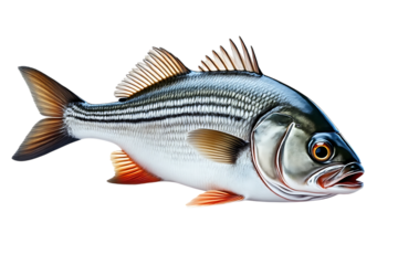  striped bass fish isolated on transparent background