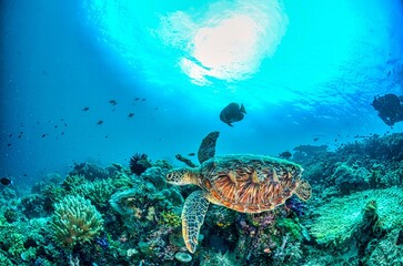 Obraz premium sea turtle swimming