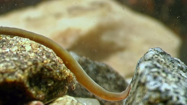 Observe a ribbon worm slithering across the rocky seabed, hunting for prey in the icy depths of the White Sea. Macro encounter in its natural habitat, Arctic ocean.