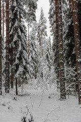 Fototapeta premium Snow-Covered Forest Path: A Serene Winter Wonderland with Tall Evergreens and a Calm, Frosty Atmosphere Under Soft, Muted Light - An Ethereal Scene of Winter Beauty