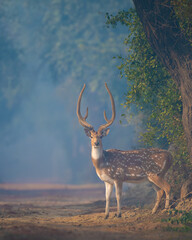 Chital (Axis axis) stag with majestic antlers standing on a winter forest trail at Keoladeo National Park, Bharatpur, India — spotted deer, wildlife portrait, nature, conservation, golden morning