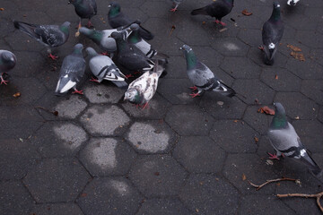 Pigeons hanging out in a city park