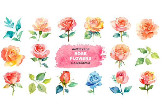 Vector watercolor painted style - rose flowers clipart isolated on white background.