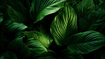 Lush green foliage with water droplets and prominent veins green leaves tropical foliage