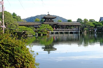 Fototapeta premium 日本、京都、平安神宮、神苑、桜、花、庭園、春、歷史名勝、綠色、風景、青空、春、写真素材 