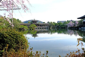 日本、京都、平安神宮、神苑、桜、花、庭園、春、歷史名勝、綠色、風景、青空、春、写真素材	
