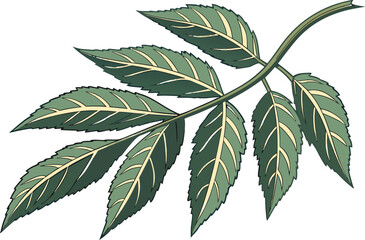 Green Leafy Vegetables Illustration for Healthy Food Art. Detailed Green Leafy Vegetables Drawing for Nutrition Designs. Professional Realistic Green Leafy Vegetable Artwork for Culinary Projects