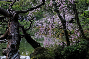 日本、京都、平安神宮、神苑、桜、花、庭園、春、歷史名勝、綠色、風景、青空、春、写真素材	
