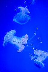 Obraz premium Several spotted jellyfish floating gracefully in a blue aquarium tank.