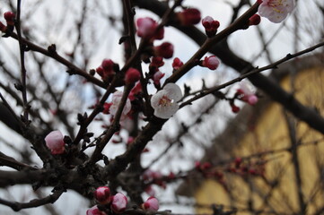 fiori di albicocco