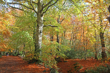 Naklejka premium Decoy Country Park, Devon in Autumn 